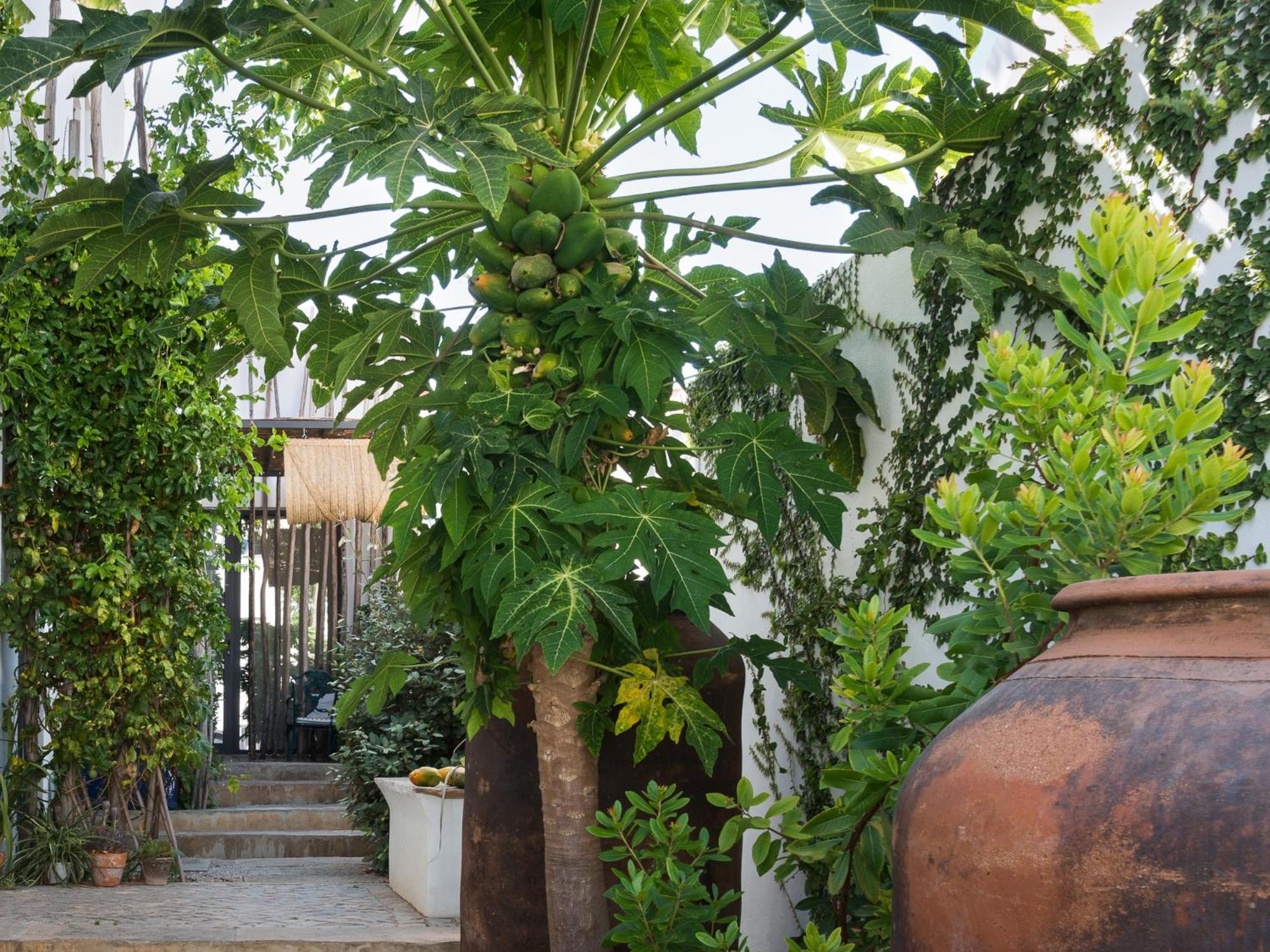 Altanure Almatere - Food Forest Boutique Stay 타비라 외부 사진